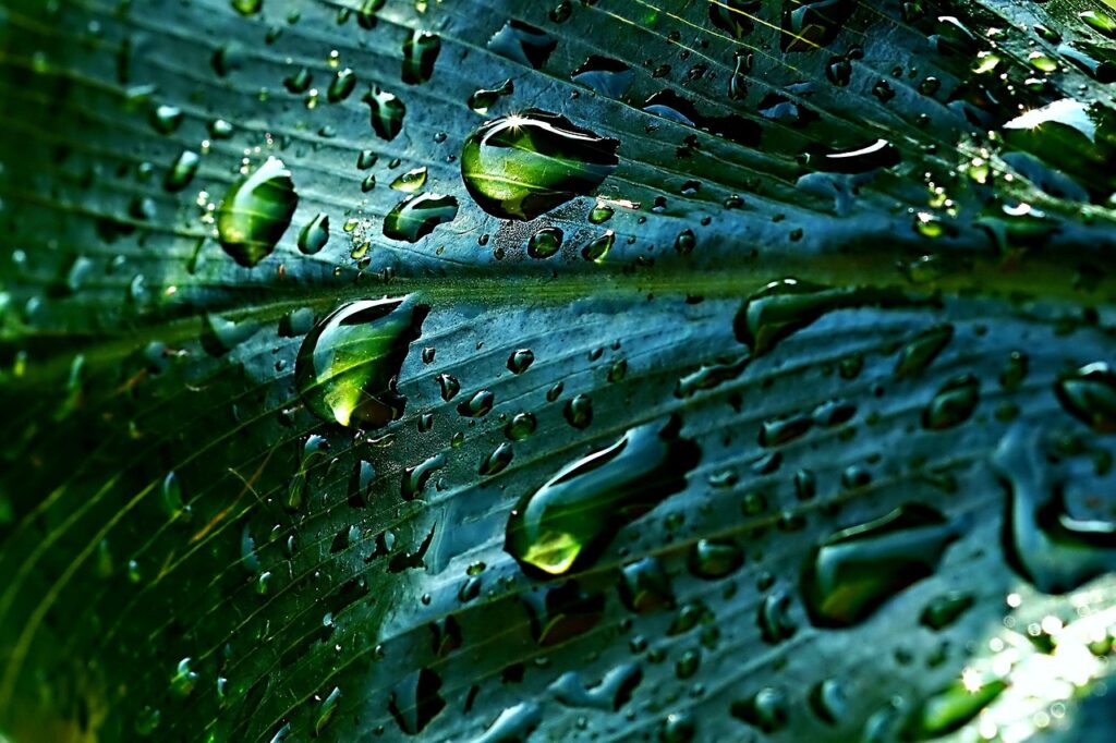 rainwater, leaf, droplets, nature, close up, macro, earth day, green